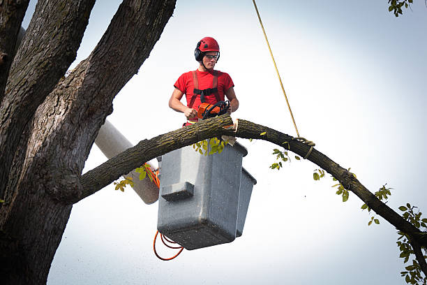 Best Tree Trimming and Pruning  in Shenandoah, LA